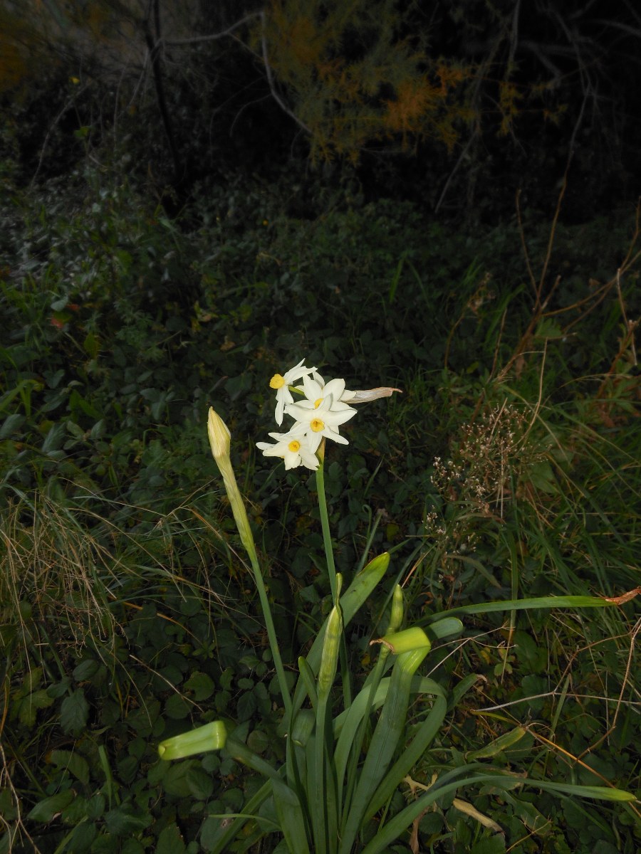 Narcissus tazetta L. subsp. italicus (Ker Gawl.) Baker